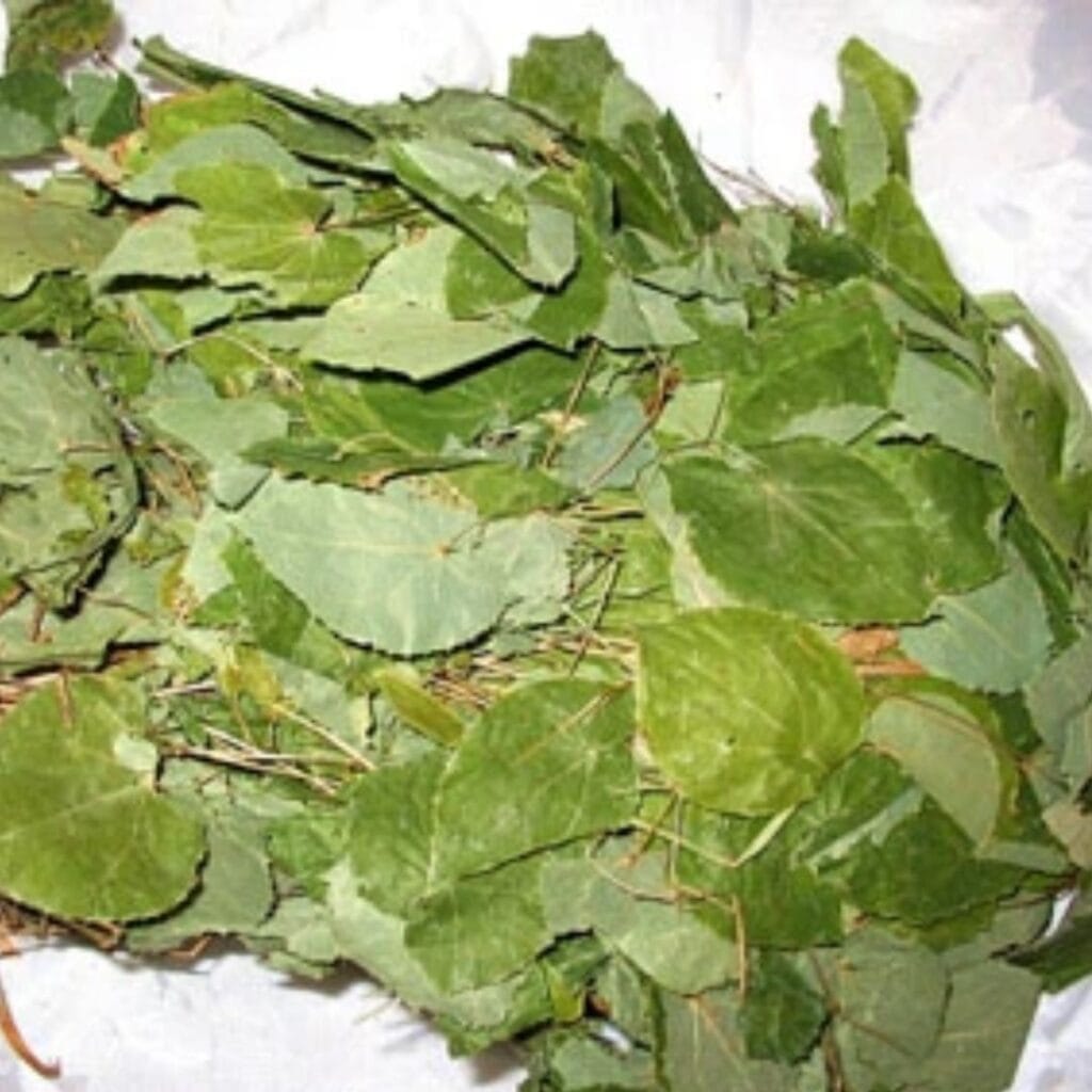 epimedium brevicornum maxim leaf