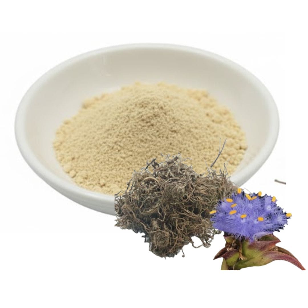 Cyanotis Vaga Extract